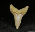 Inch Mako Shark Tooth Fossil (Sharktooth Hill) #849-1